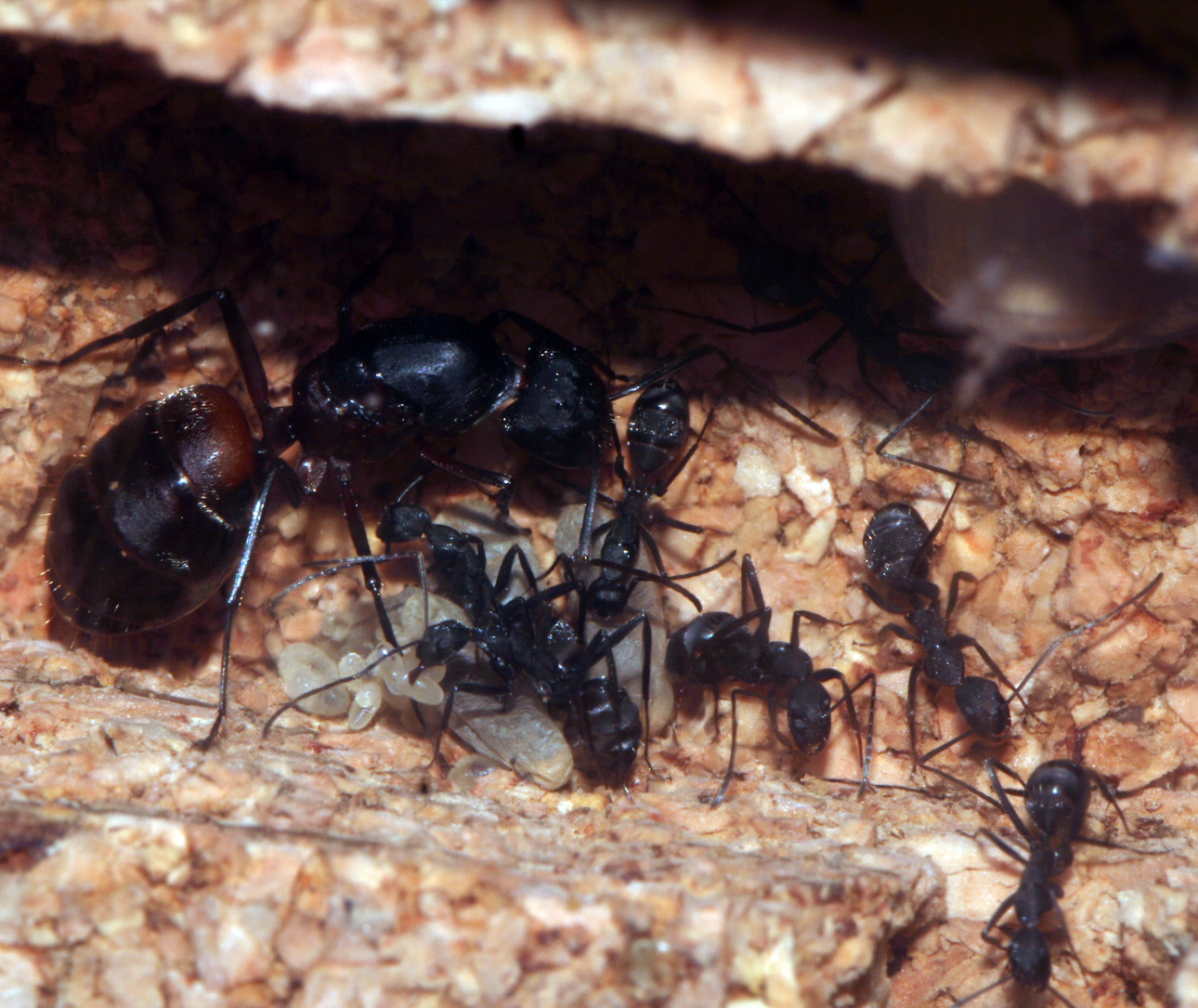 Camponotus Cruentatus