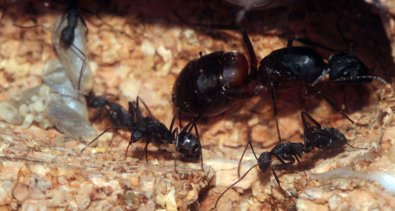 Camponotus Cruentatus