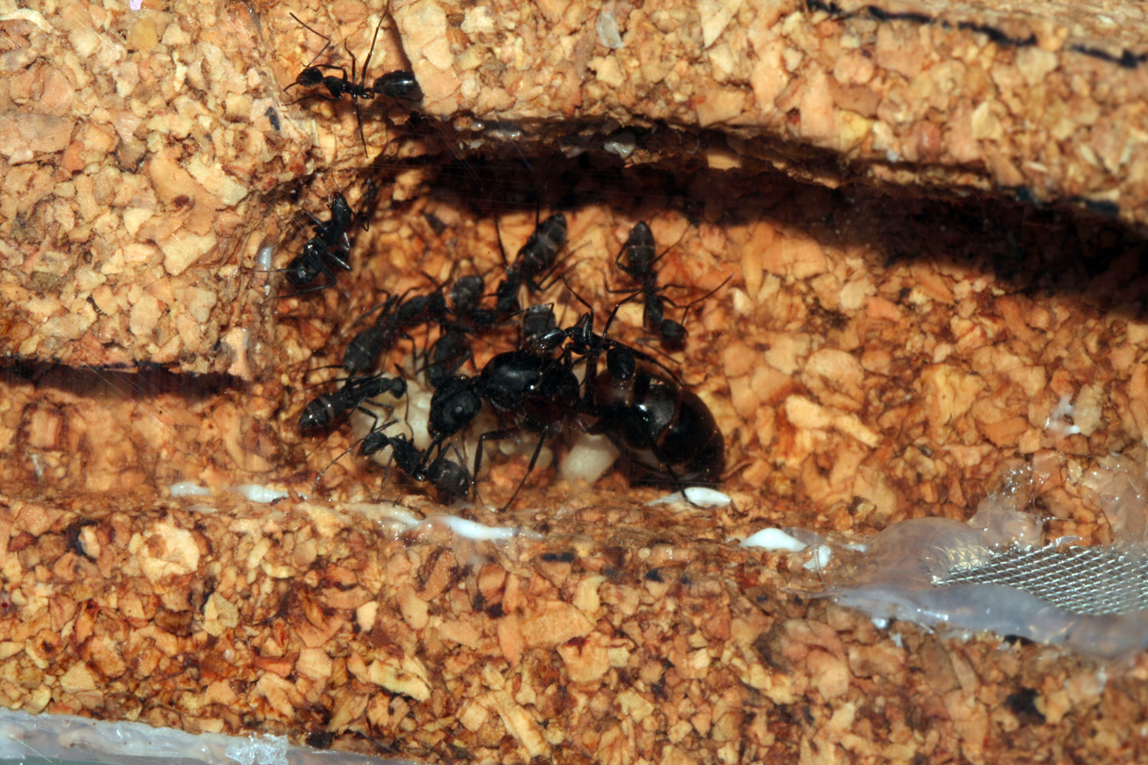 Camponotus en el Antcork