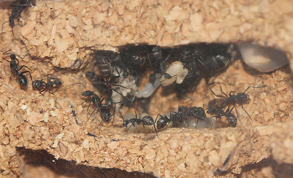 Camponotus Cruentatus