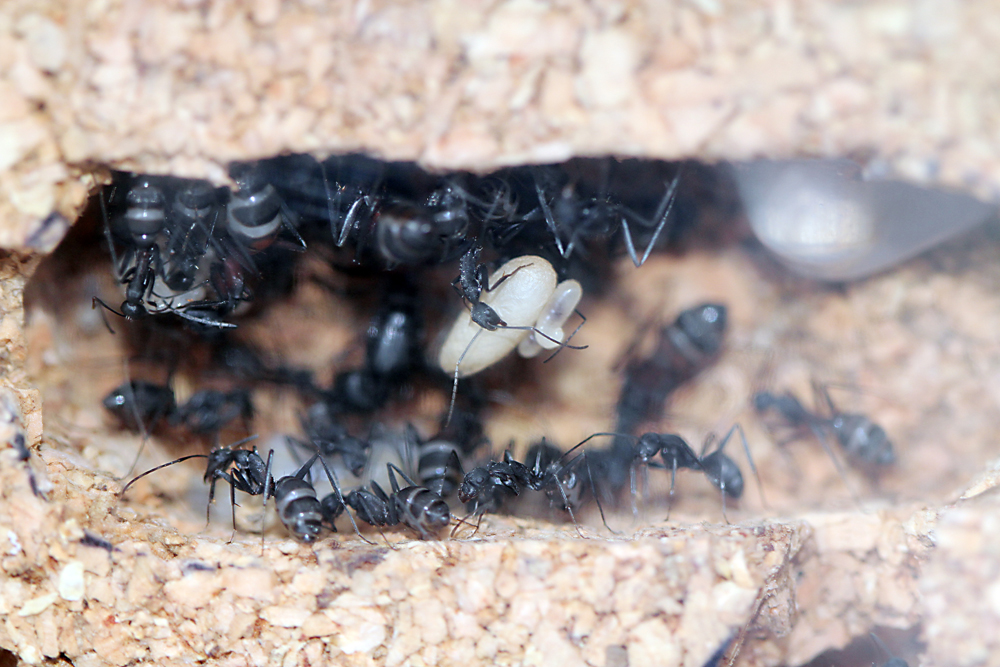 Camponotus Cruentatus
