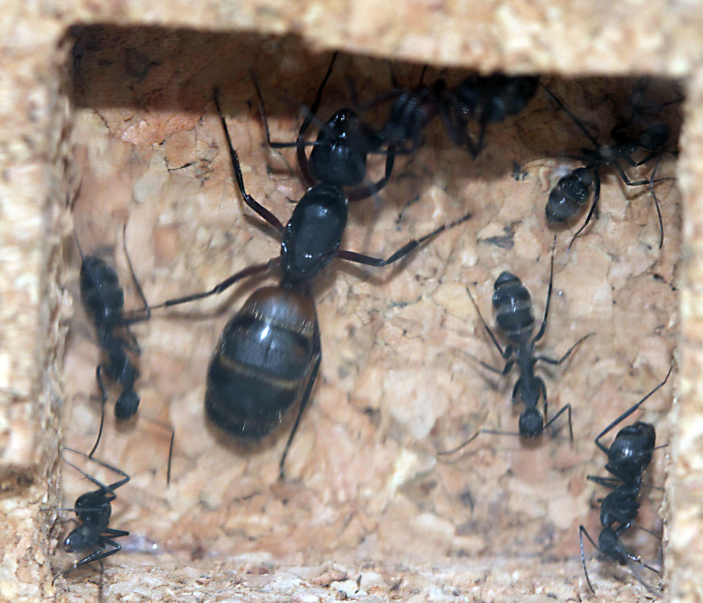 Cruentatus en Antcork