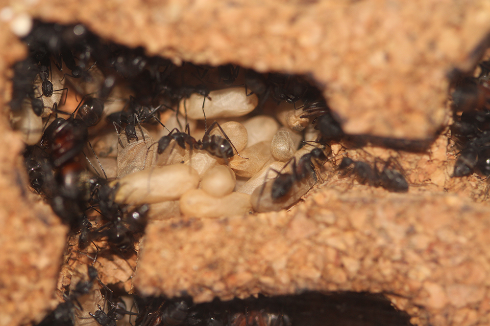 Cruentatus