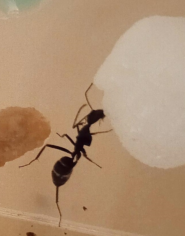 Camponotus Cruentatus 3