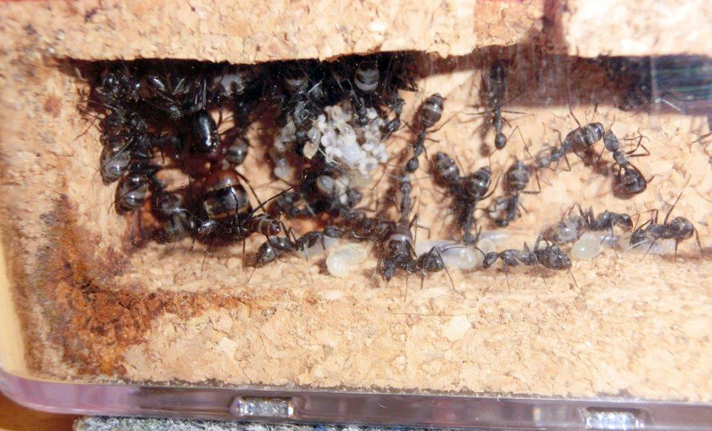 Producci�n Cruentatus