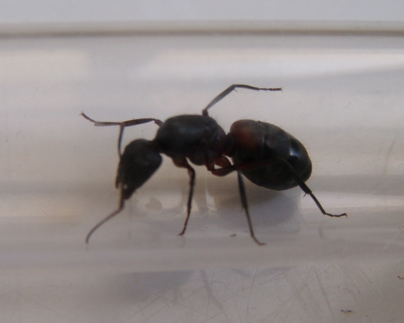camponotus cruentatus