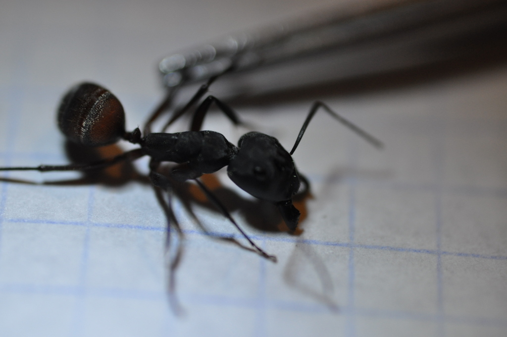 Posible Camponotus cruentatus