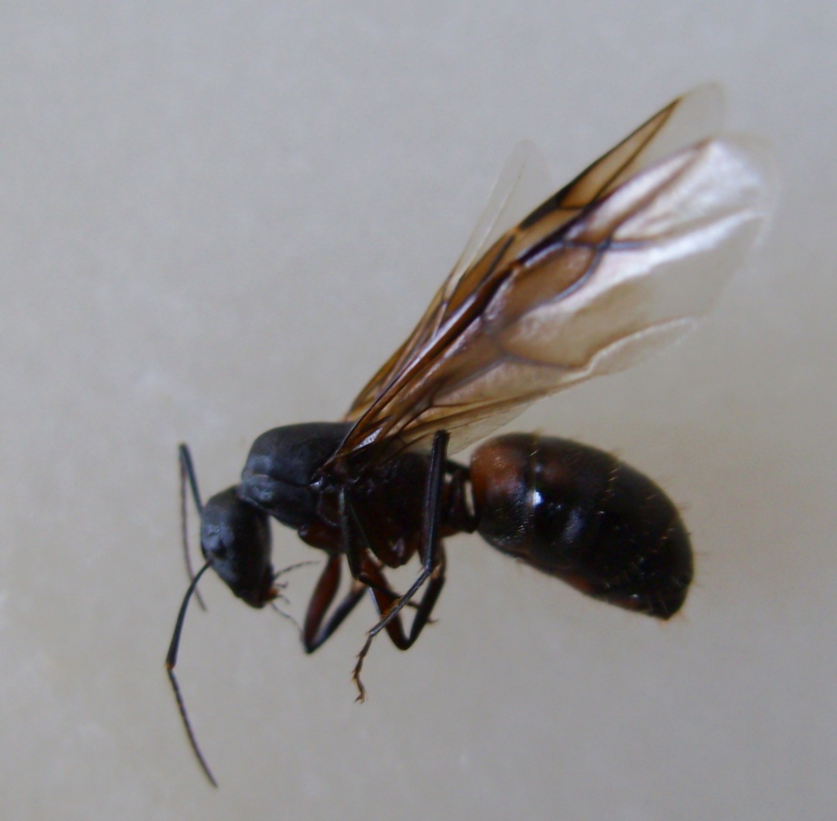 Camponotus?