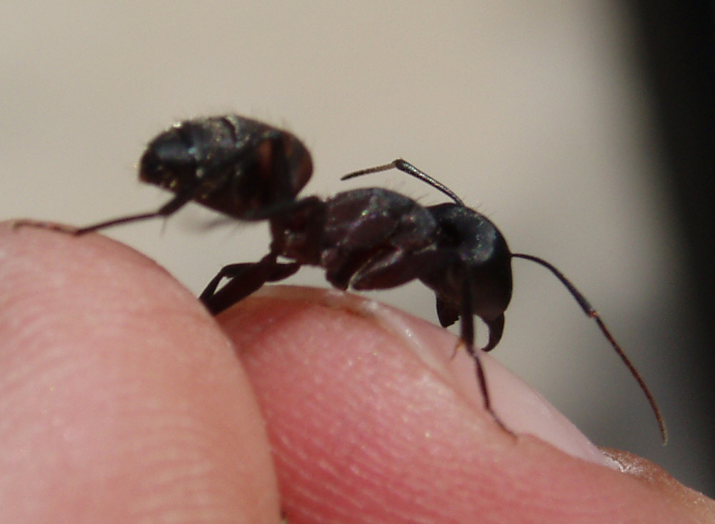 Hormiga-2