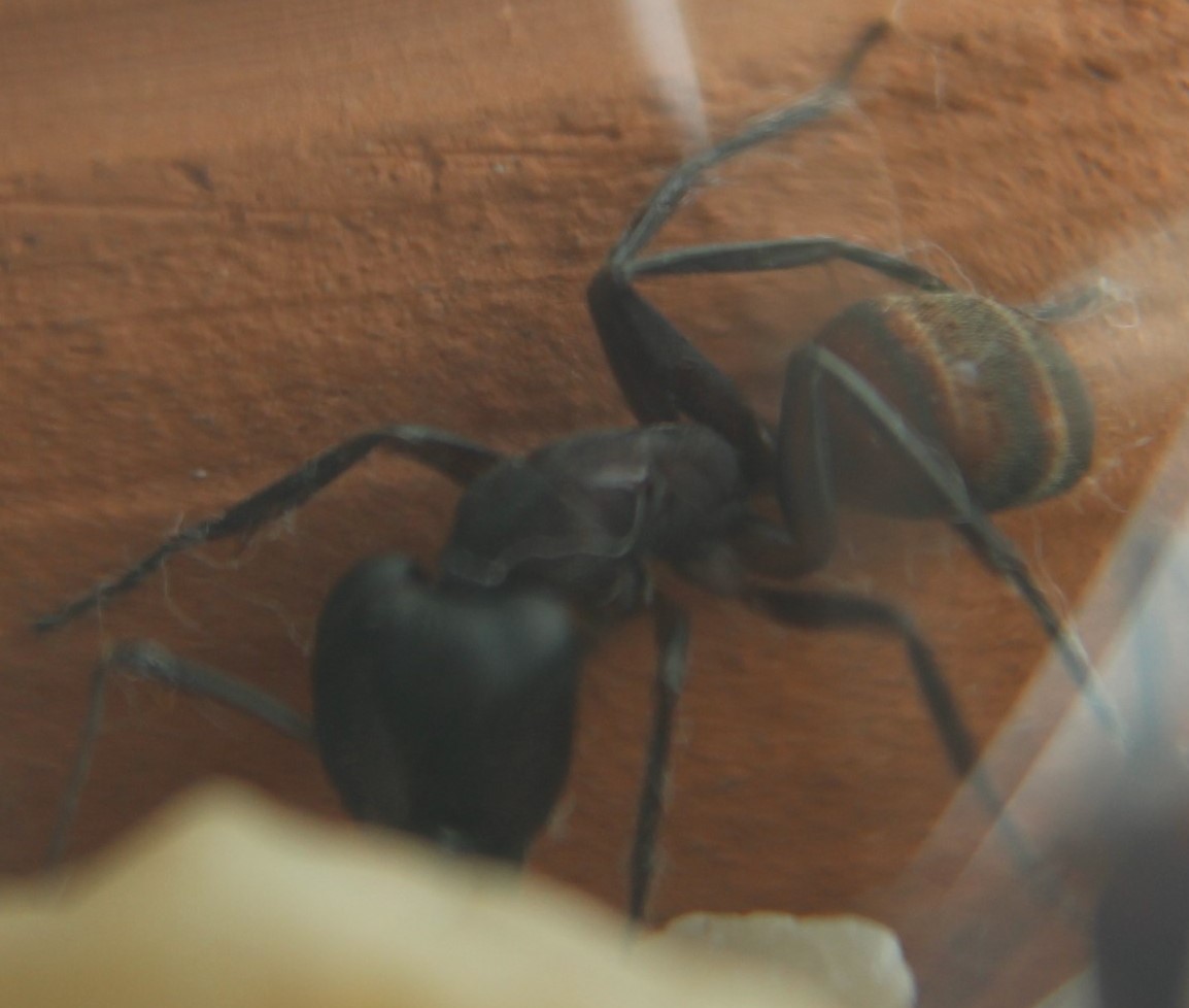 camponotus major