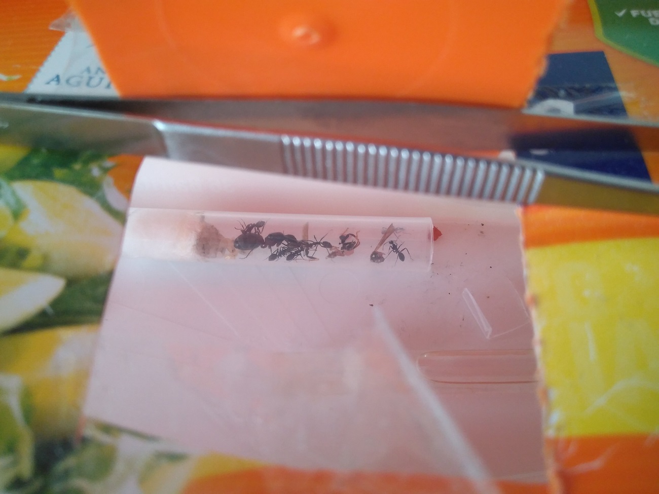 comiendo avispa