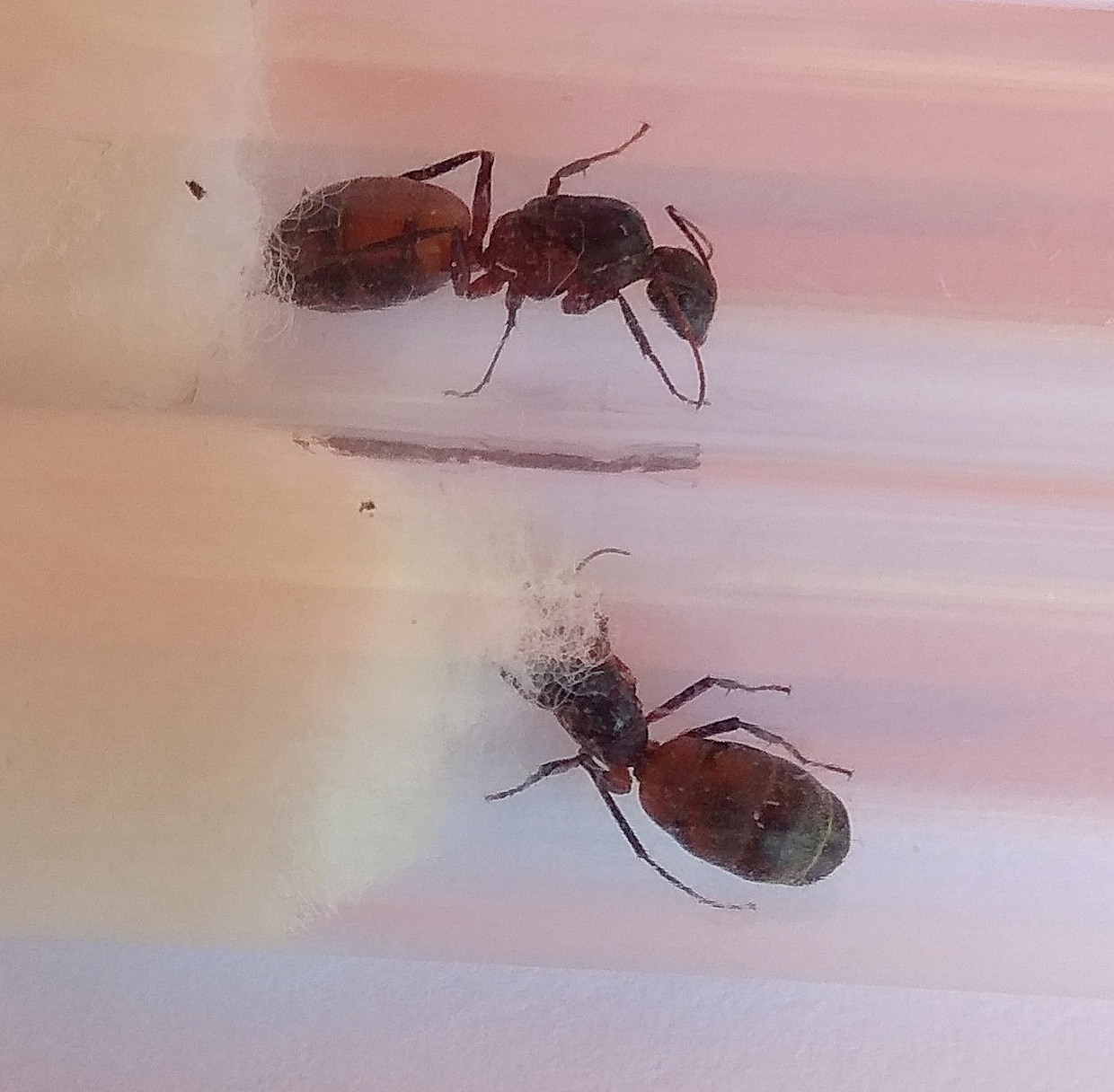 Camponotus cruentatus