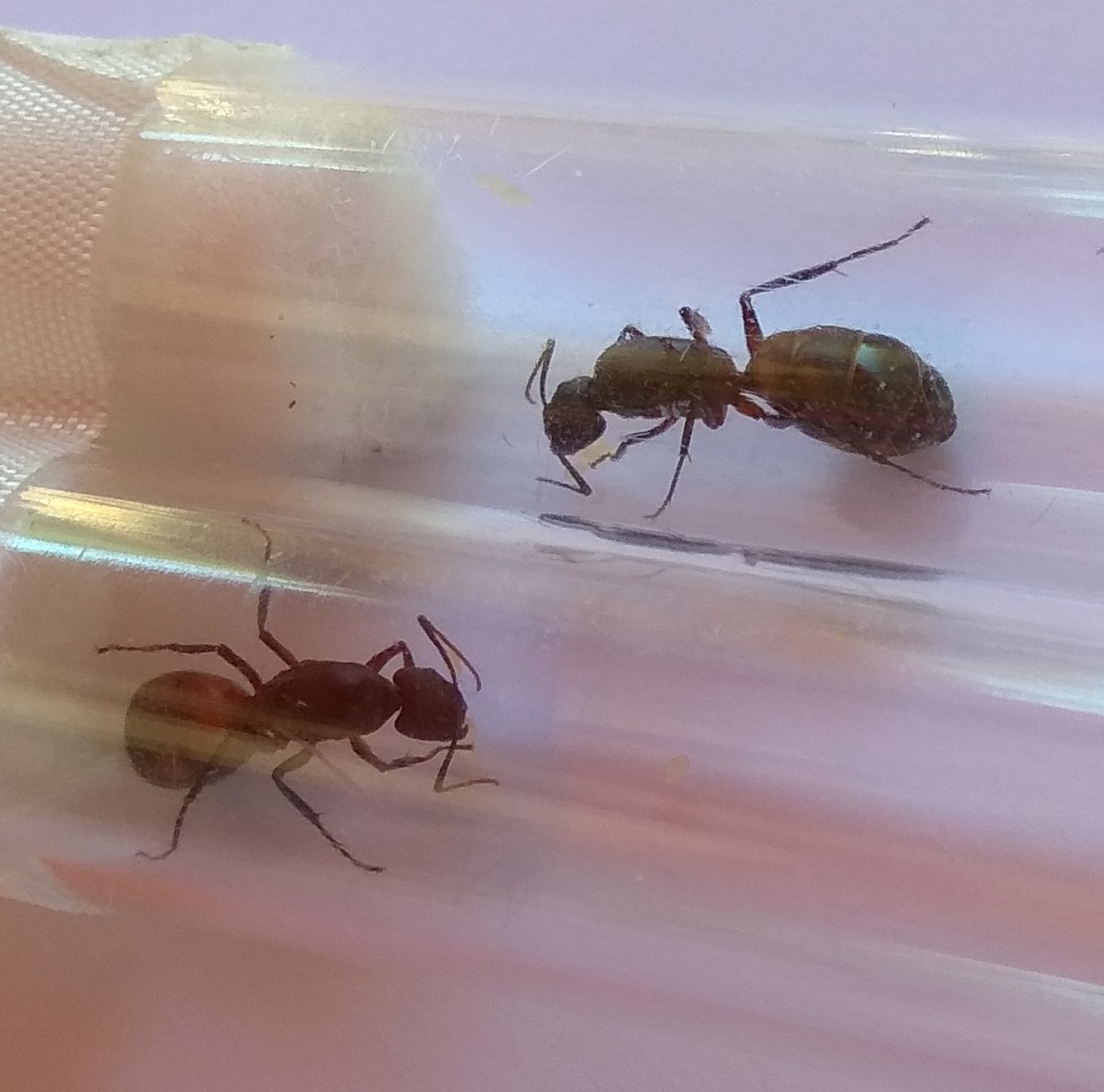Camponotus cruentatus
