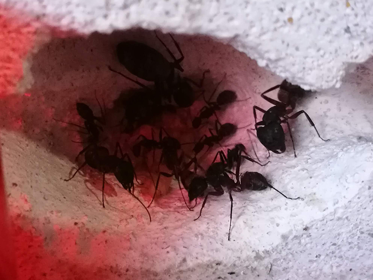 Camponotus Cruentatus