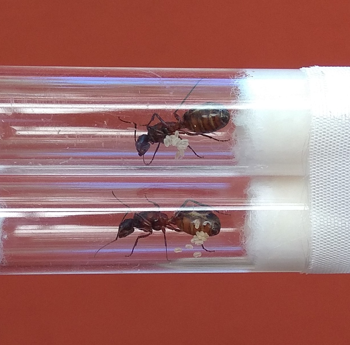 Camponotus cruentatus
