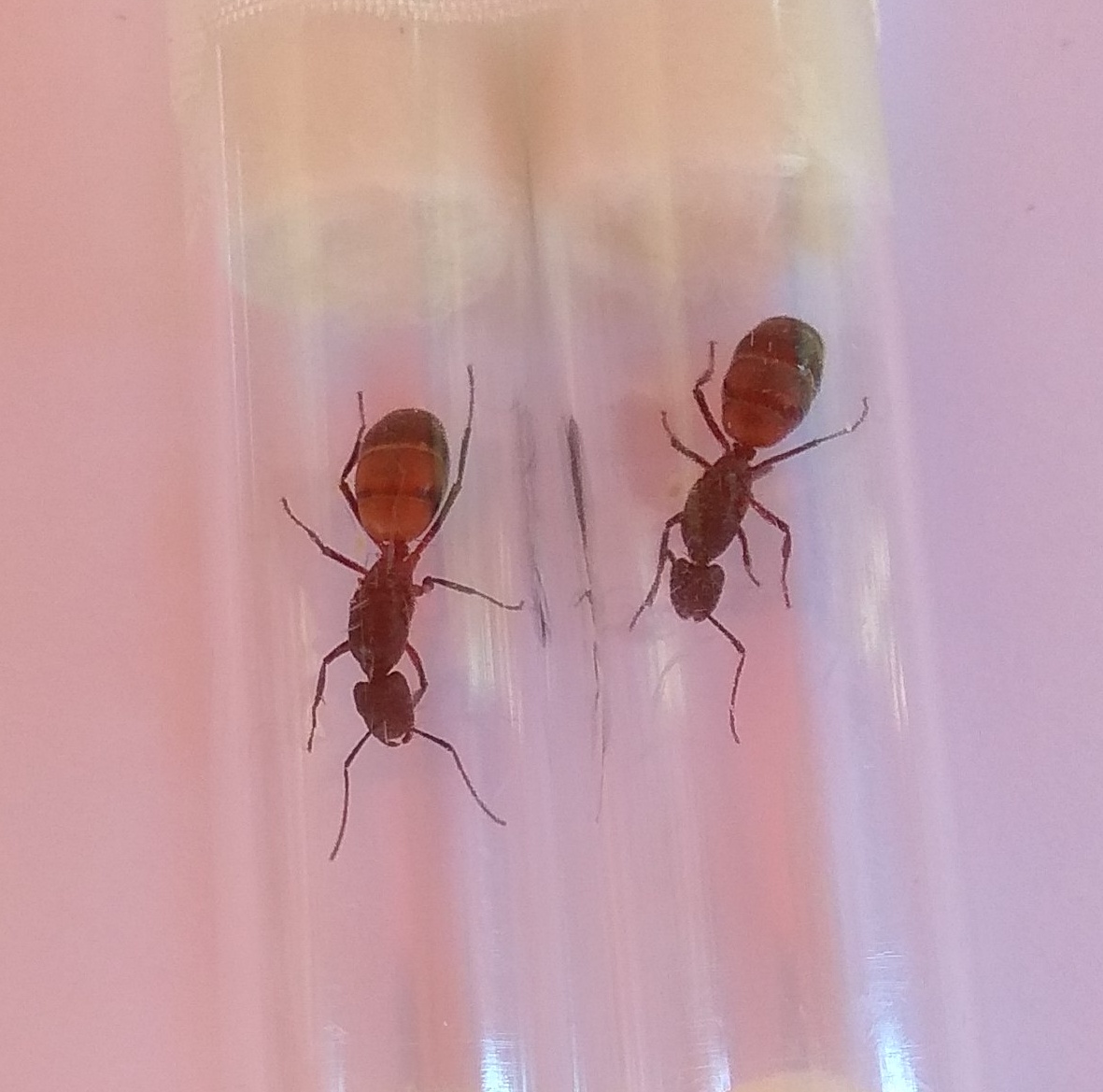 Camponotus cruentatus