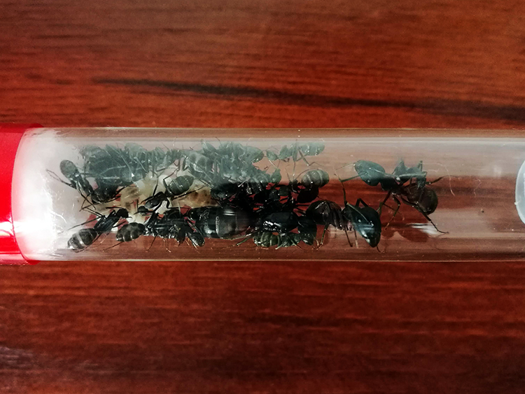 Colonia Camponotus Cruentatus