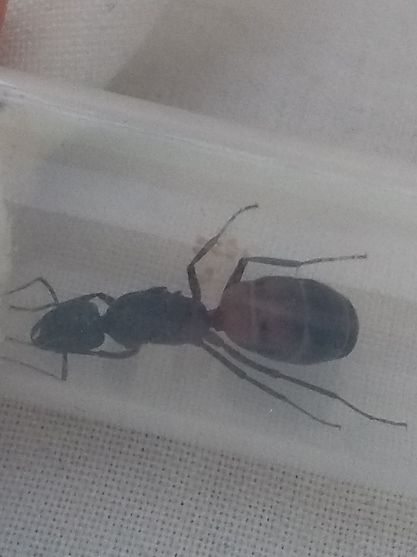 Camponotus cruentatus