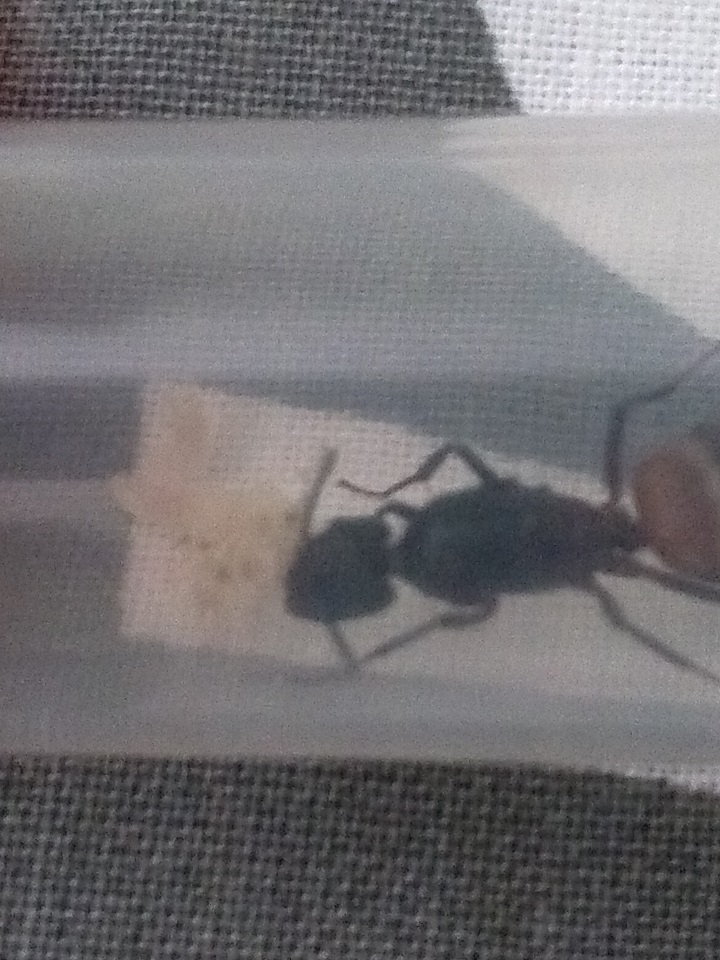 Camponotus cruentatus