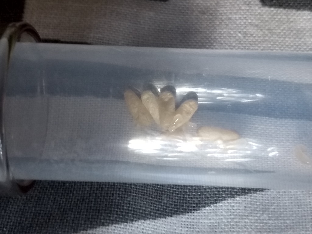 Camponotus cruentatus