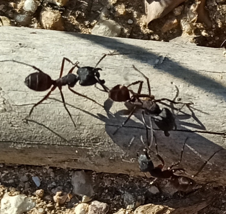Identificación: ¿Camponotus Cruentatus?