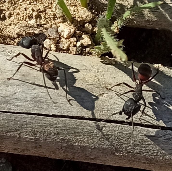 Identificacin: Camponotus Cruentatus?