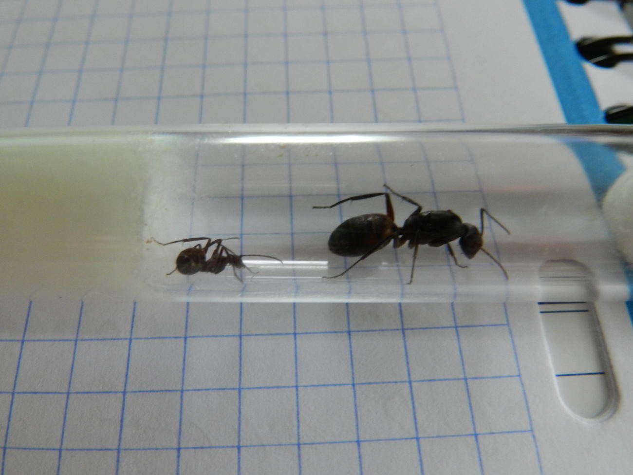 Camponotus cruentatus