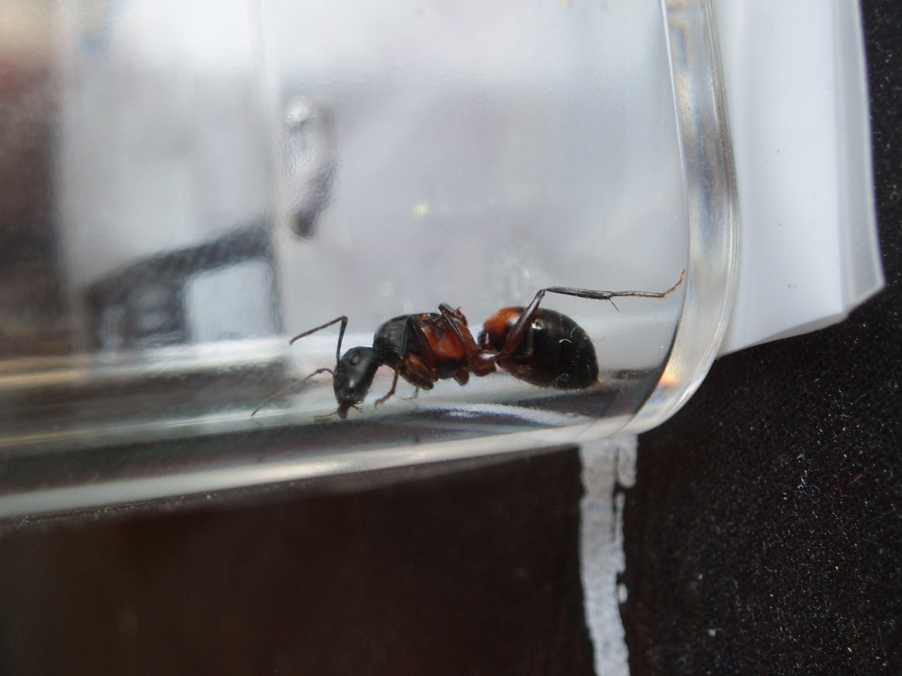 cruentatus?