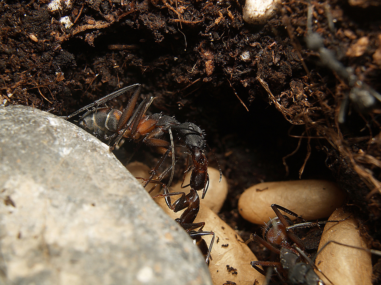 Camponotus cruentatus 1