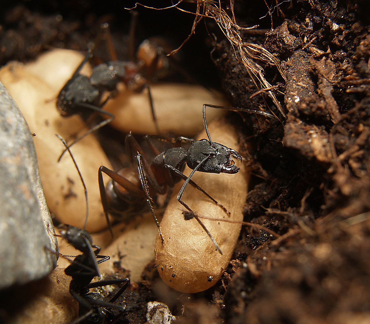 C.cruentatus