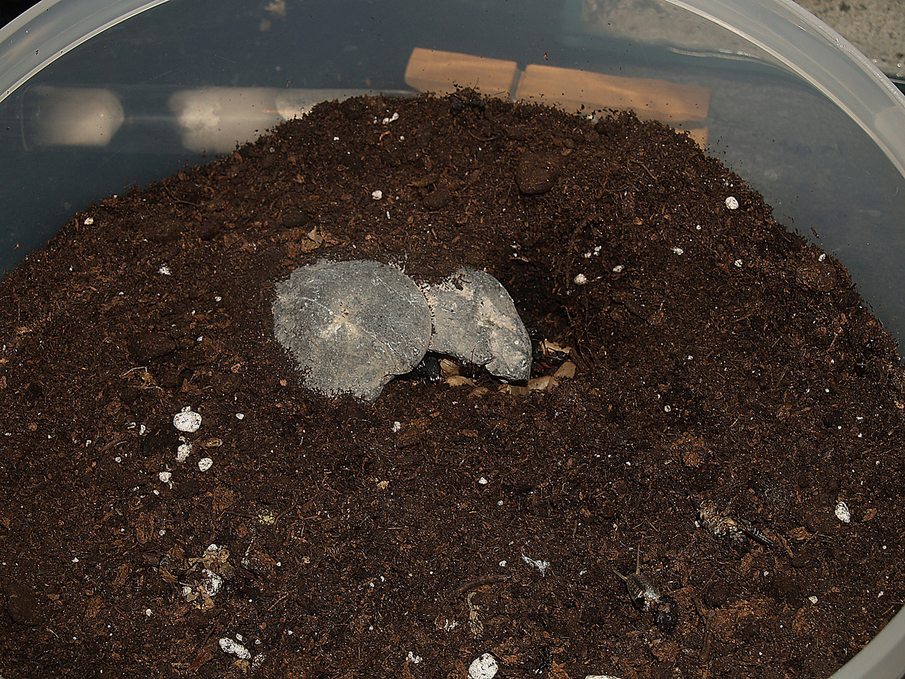 C.cruentatus 5