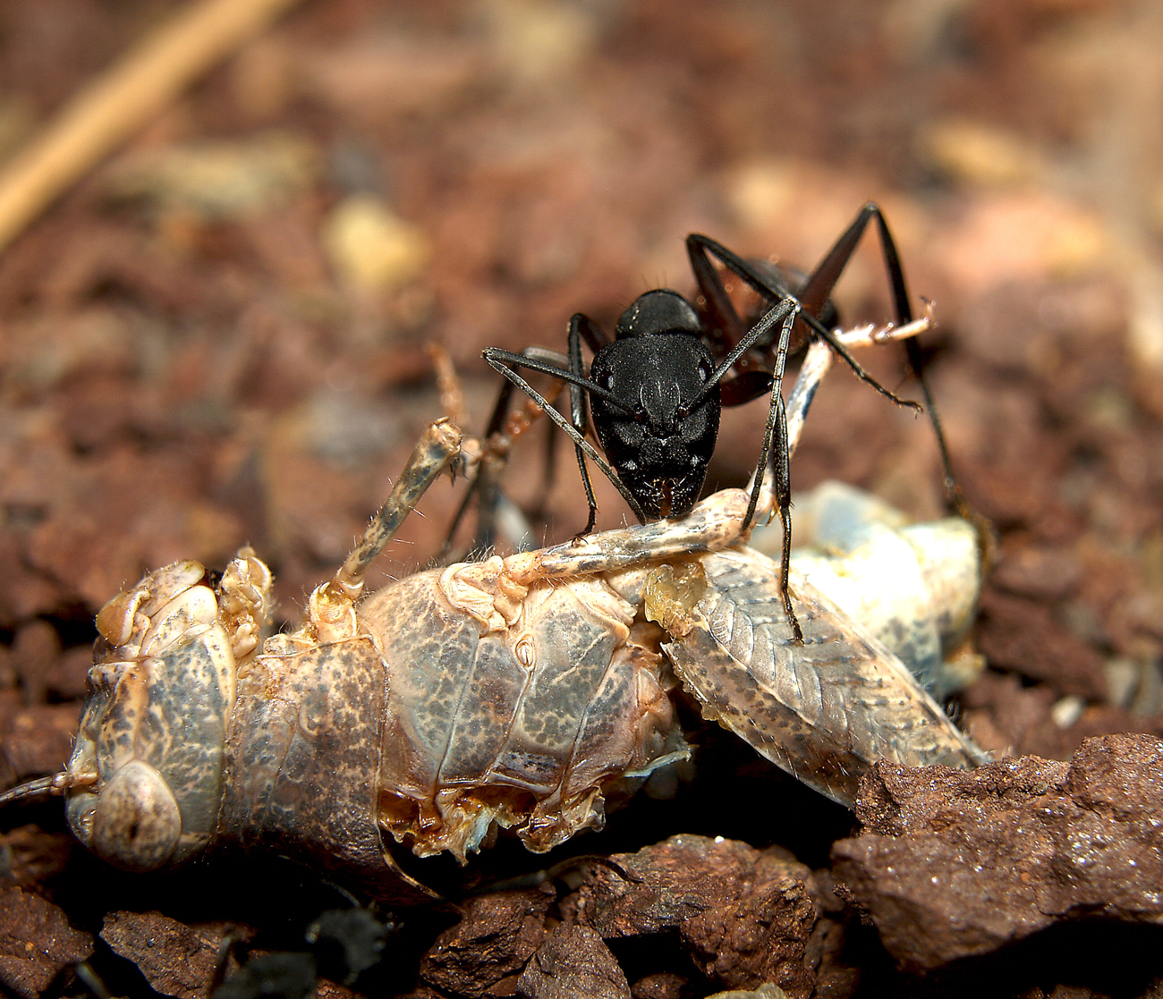 Camponotus crtuentatus
