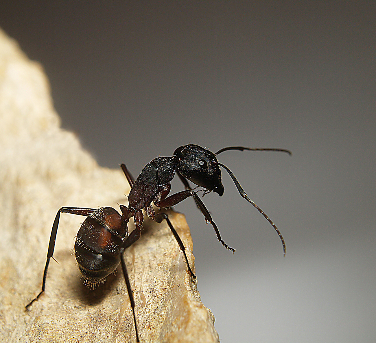 C.cruentatus