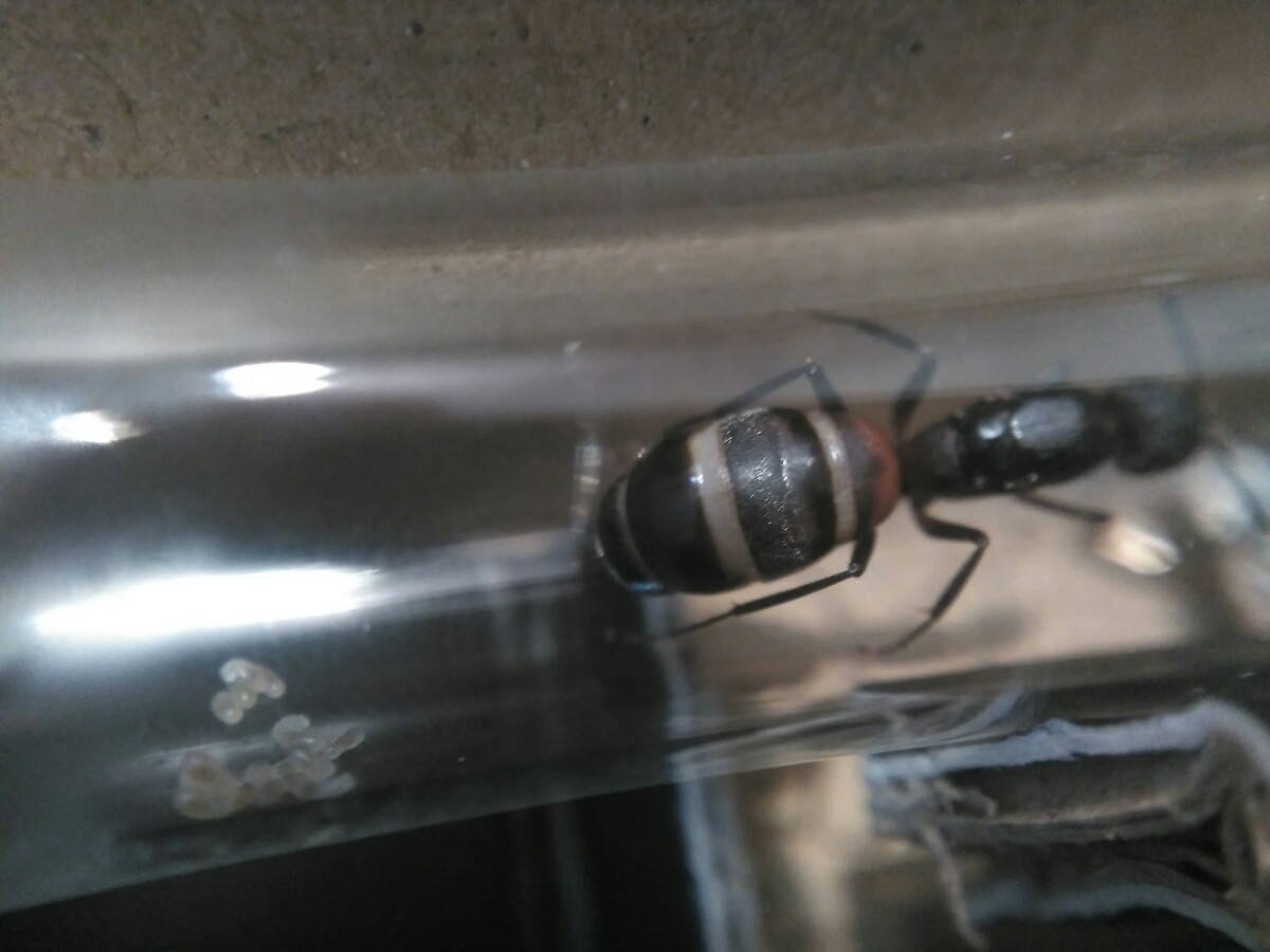 Reina cruentatus con larvas