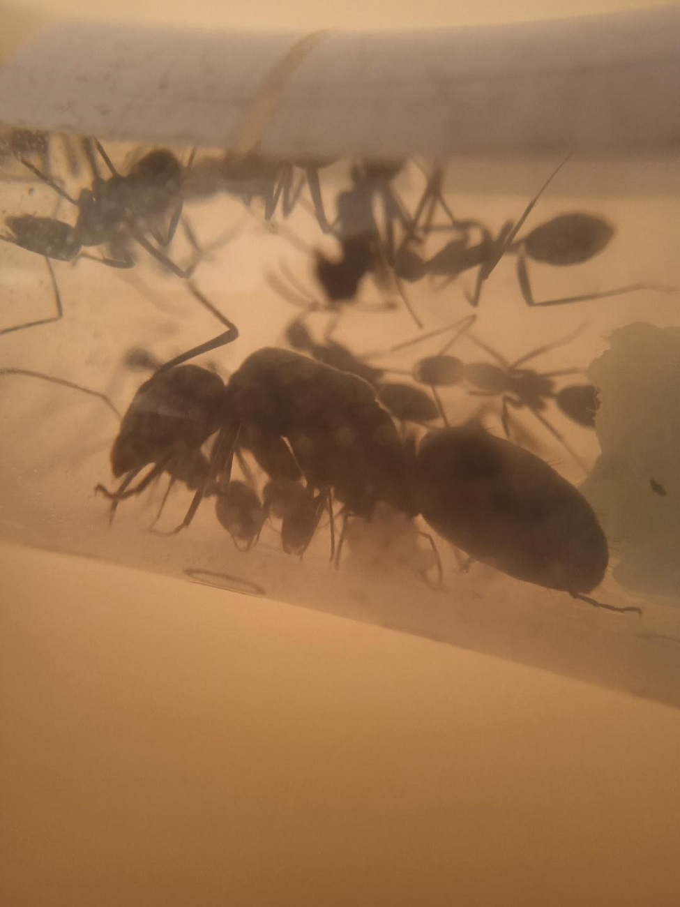 Reina Camponotus