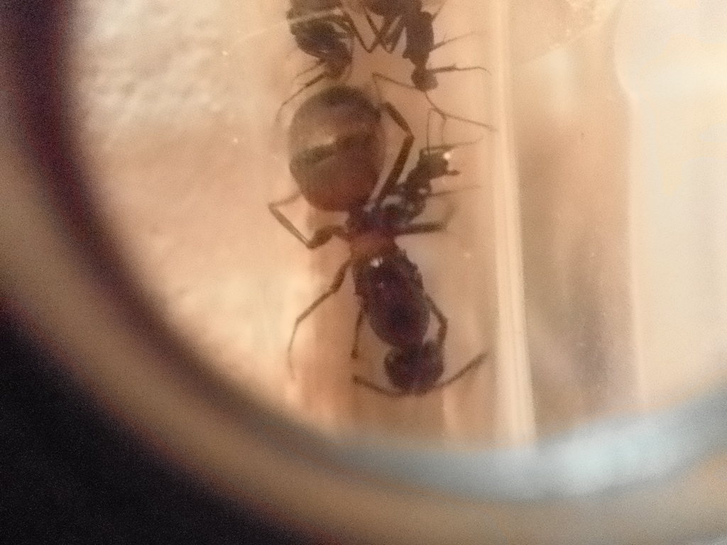 Darlatan desconocida camponatus