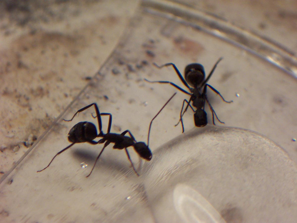 Camponotus Cruentatus