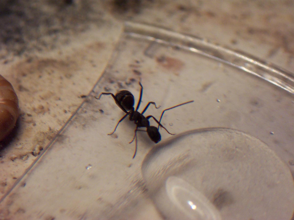 Camponotus Cruentatus