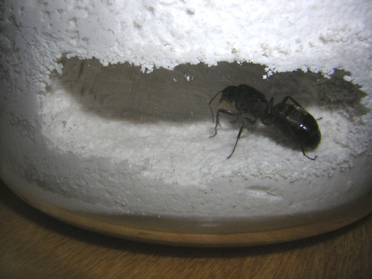 camponotus_cerrada