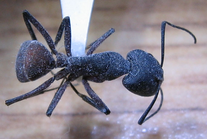posible-camponotus2