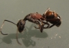 Camponotus cruentatus?