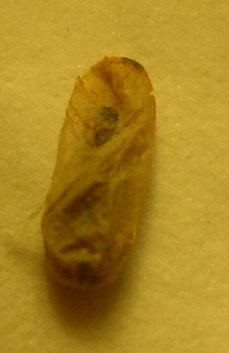 capullo de camponotus
