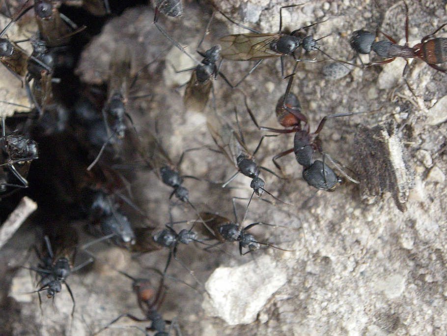 C.Cruentatus a punto de salir volando 2