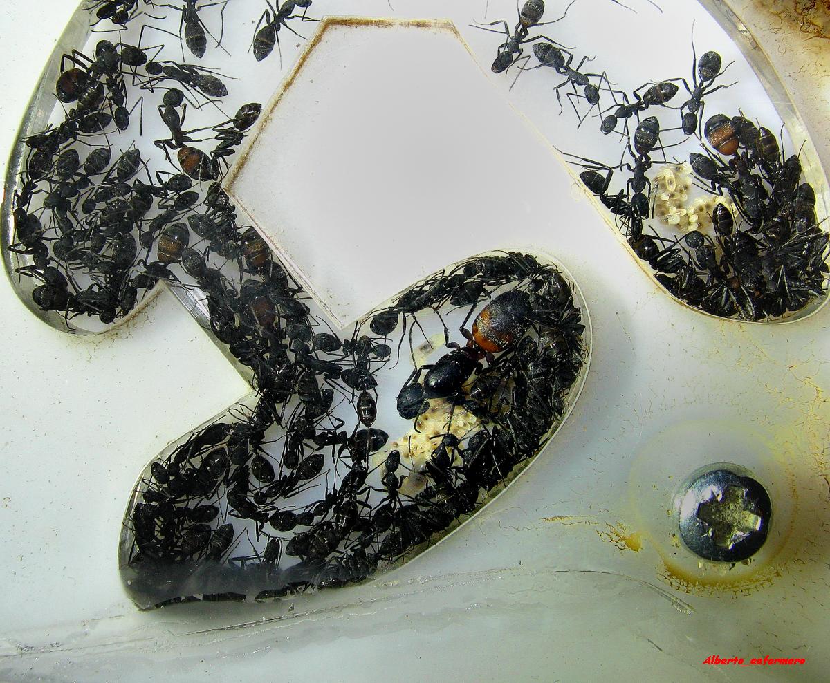 cruentatus 2012