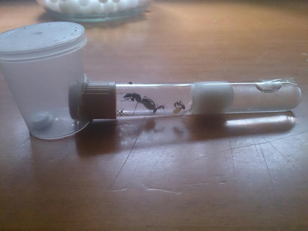 cruentatus dos nurses