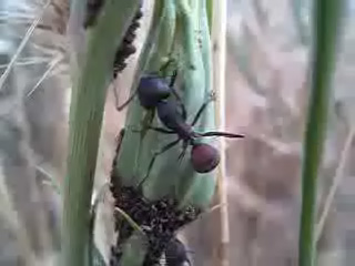 video del icono