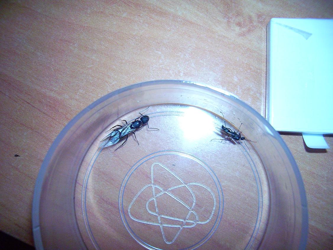Identificacion