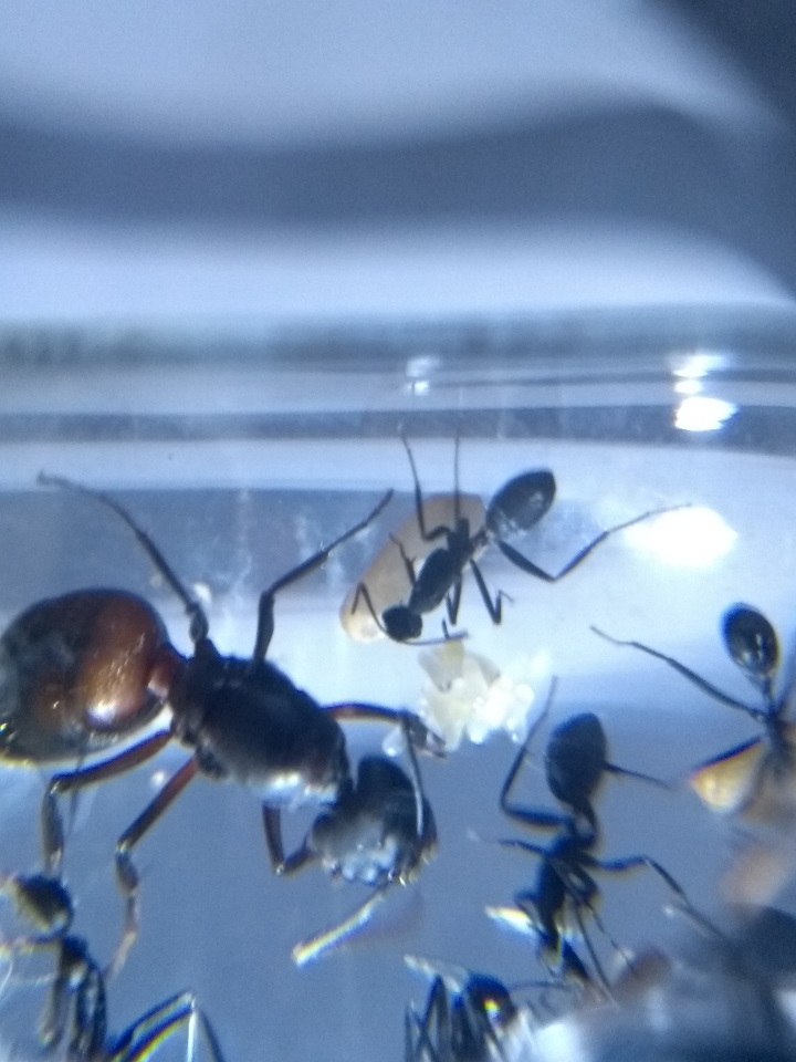camponotus cruentatus