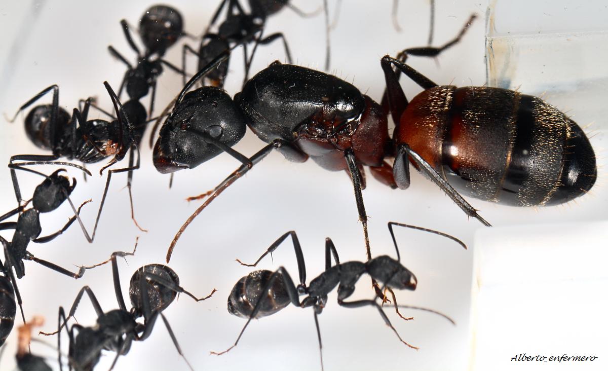 reina cruentatus