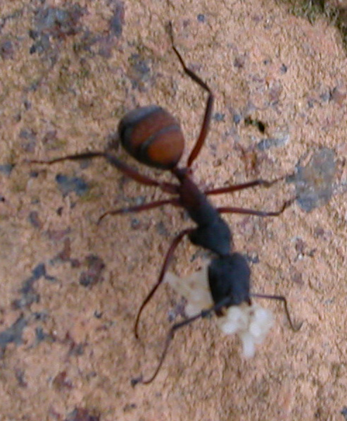 segunda